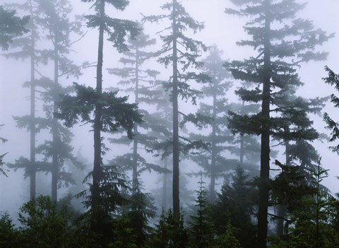 Framed Silhouette of trees with fog, Douglas Fir, Hemlock Tree, Olympic Mountains, Olympic National Park, Washington State, USA Print