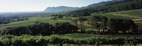 Framed Vineyard with mountains, Constantiaberg, Constantia, Cape Winelands, Cape Town, Western Cape Province, South Africa Print