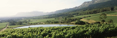 Framed Vineyard with Constantiaberg mountain range, Constantia, Cape Winelands, Cape Town, Western Cape Province, South Africa Print