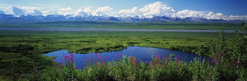 Framed Fireweed flowers in bloom by lake, distant Mount McKinley and Alaska Range in clouds, Denali National Park, Alaska, USA. Print