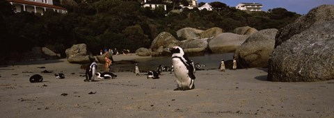 Framed Colony of Jackass penguins with tourists, Boulder Beach, False Bay, Cape Town, Western Cape Province, Republic of South Africa Print