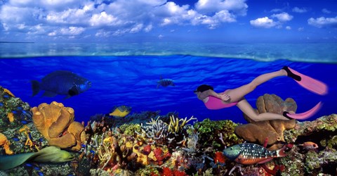 Framed Diver along reef with parrotfish, Green Moray Eel and White Spotted Filefish (Cantherhines macrocerus) underwater Print