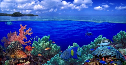 Framed Underwater view of Yellowbar Angelfish with Tiger Grouper and Oriental Sweetlips (Plectorhinchus Vittatus) Print