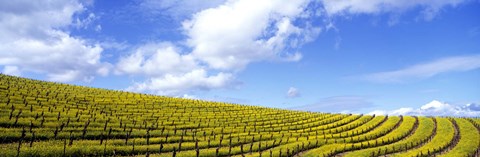 Framed Mustard Fields, Napa Valley, California, USA Print