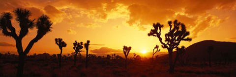 Framed Sunset, Joshua Tree Park, California Print