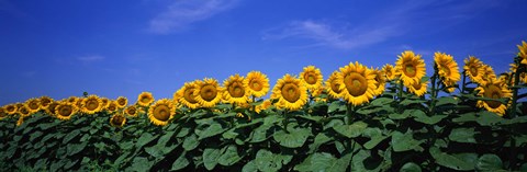 Framed Field Of Sunflowers, Bogue, Kansas, USA Print