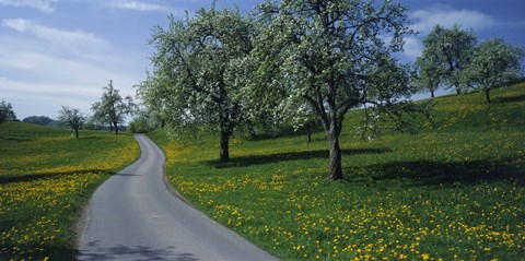 Framed Spring in Zug, Switzerland Print