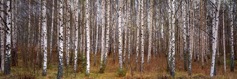 Framed Silver birch trees in a forest, Narke, Sweden Print