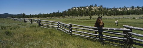 Framed Two horses in a field, Arizona, USA Print