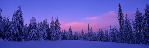 Framed Forest In Winter, Dalarna, Sweden Print