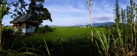 Framed Rice paddies in a field, Saga Prefecture, Kyushu, Japan Print