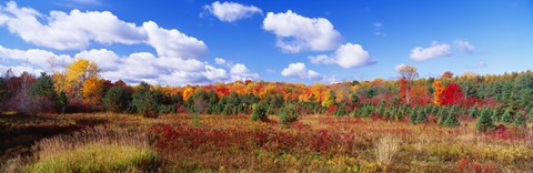 Framed Autumn Foliage, New York State, USA Print