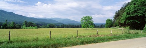 Framed Road Along A Grass Field, Cades Cove, Great Smoky Mountains National Park, Tennessee, USA Print