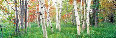 Framed Birch trees in a forest, Acadia National Park, Maine Print