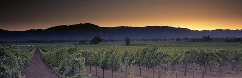 Framed Vineyards on a landscape, Napa Valley, California, USA Print