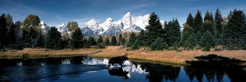 Framed Moose &amp; Beaver Pond Grand Teton National Park WY USA Print