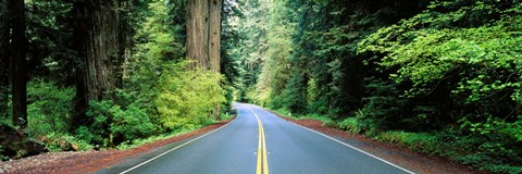 Framed Road passing through a forest, Prairie Creek Redwoods State Park, California, USA Print