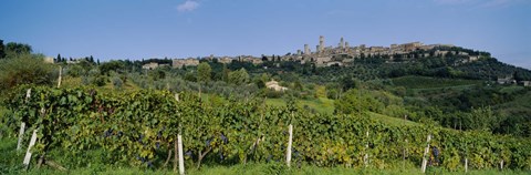 Framed Low Angle View Of A Vineyard, San Gimignano, Tuscany, Italy Print