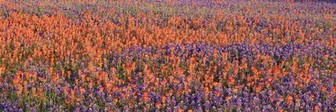 Framed Texas Bluebonnets and Indian Paintbrushes in a field, Texas, USA Print