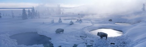 Framed Bison West Thumb Geyser Basin Yellowstone National Park, Wyoming, USA Print