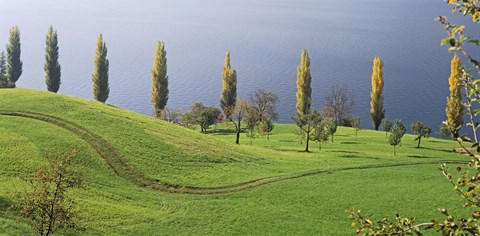 Framed Switzerland, Lake Zug, View of a row of Poplar Trees Print