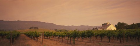 Framed Trees In A Vineyards, Napa Valley, California, USA Print