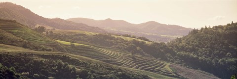 Framed High angle view of a vineyard in a valley, Sonoma, Sonoma County, California, USA Print