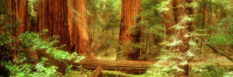 Framed Muir Woods, Trees, National Park, Redwoods, California Print