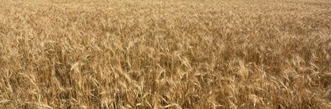 Framed Wheat crop in a field, Otter Tail County, Minnesota, USA Print