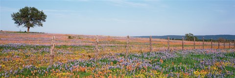 Framed Texas Bluebonnets And Indian Paintbrushes In A Field, Texas Hill Country, Texas, USA Print