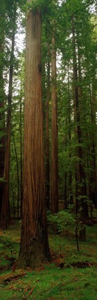 Framed Giant Redwood Trees Ave of the Giants Redwood National Park Northern CA Print