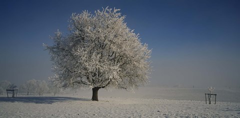 Framed Cherry Tree in a Snowy Landscape, Aargau, Switzerland Print