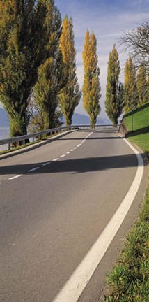 Framed Switzerland, Lake Zug, View of Populus Trees lining a road Print