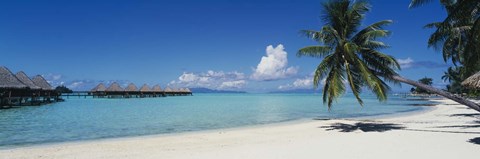 Framed Palm Tree On The Beach, Moana Beach, Bora Bora, Tahiti, French Polynesia Print