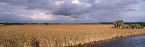 Framed USA, Florida, Big Cypress National Preserve along Tamiami Trail Everglades National Park Print