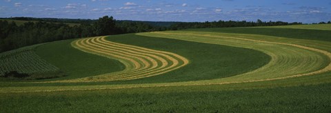 Framed Curving crops in a field, Illinois, USA Print