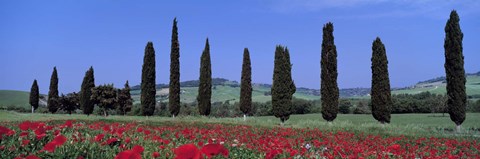 Framed Field Of Poppies And Cypresses In A Row, Tuscany, Italy Print