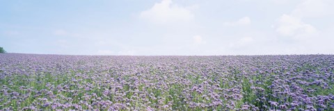 Framed Field of Phacelia, Germany Print