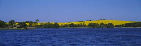 Framed Lake in front of a rape field, Holstein, Schleswig-Holstein, Germany Print