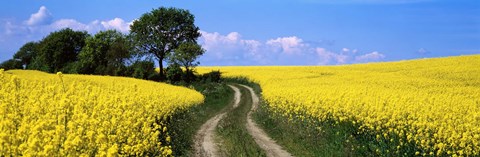 Framed Canola, Farm, Yellow Flowers, Germany Print