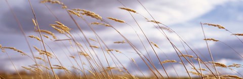 Framed Wheat Stalks Blowing, Crops, Field, Open Space Print