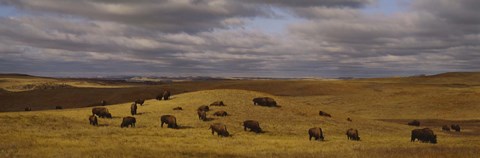 Framed High angle view of buffaloes grazing on a landscape, North Dakota, USA Print