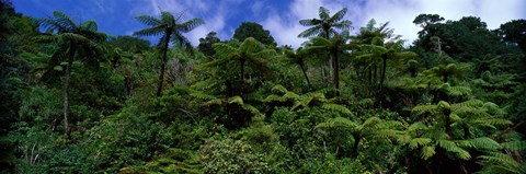 Framed Rain forest Paparoa National Park S Island New Zealand Print