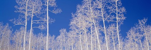 Framed Low angle view of aspen trees in a forest, Utah, USA Print