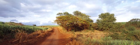 Framed Dirt road passing through a agricultural field, Kauai, Hawaii, USA Print