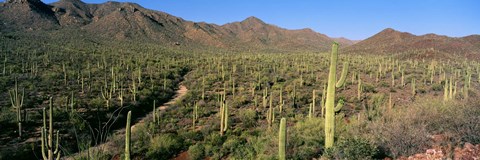 Framed Saguaro National Park, Arizona Print