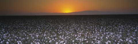 Framed Cotton crops in a field, San Joaquin Valley, California, USA Print