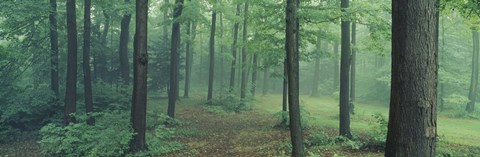 Framed Chestnut Ridge Park, Orchard Park, New York State Print