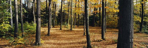 Framed Chestnut Ridge Park Orchard Park NY USA Print