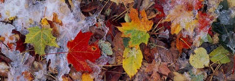 Framed Frost on leaves, Vermont, USA Print